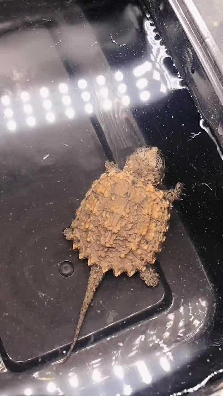 原种佛鳄苗,这大鳄龟你们觉得怎么样?喜欢吗?