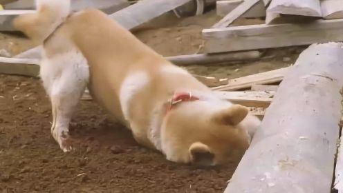 主人在地震中被掩埋，狗狗奋力挖了一夜，终于成功救出主人