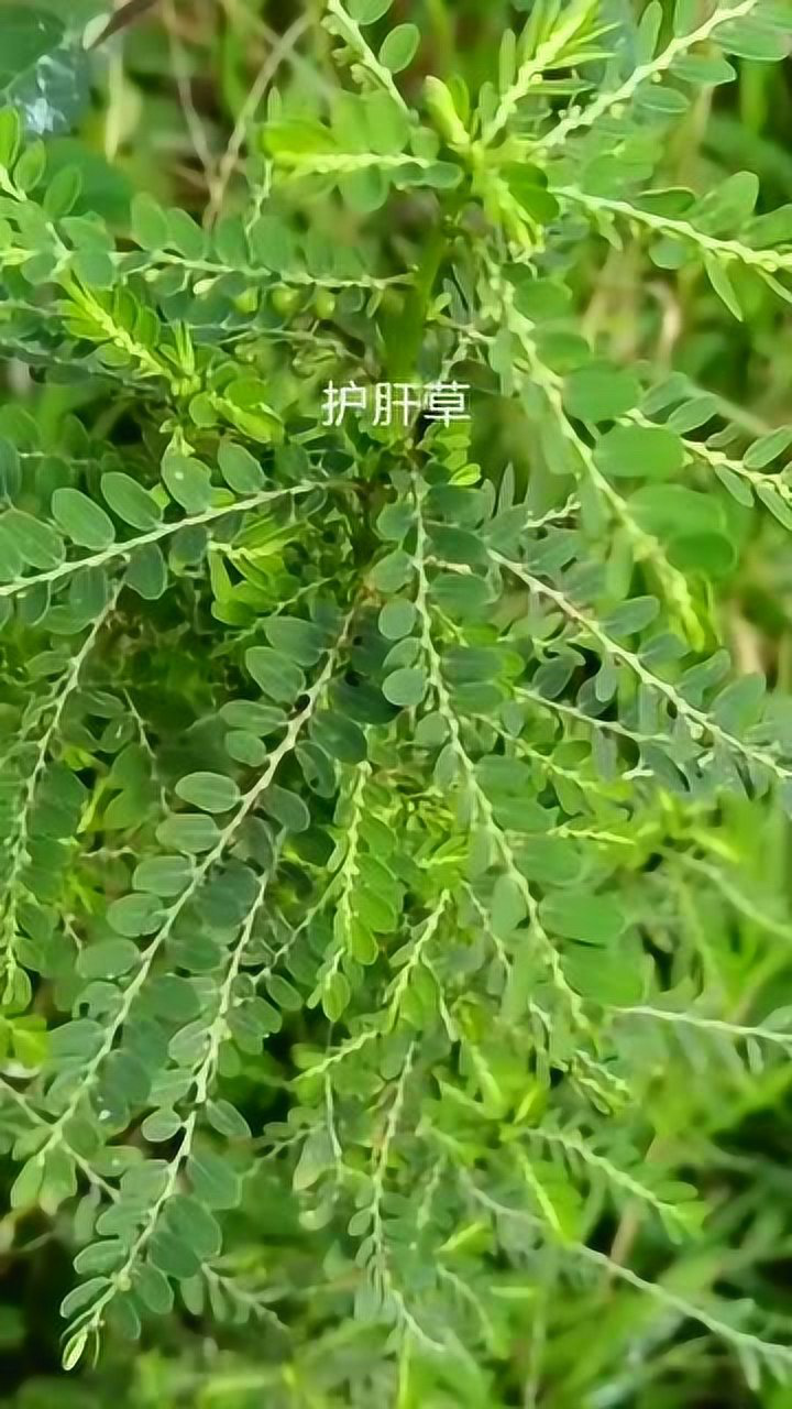 这种野生草药叫肝炎草保肝降酶抗
