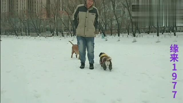 实拍一只在疯狂追爱的小八哥犬,主人:简直是色胆包天,又嫌丢人