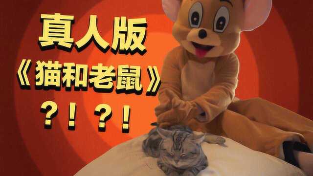 你知道嘛?猫没有入选十二生肖,竟然与老鼠有关!