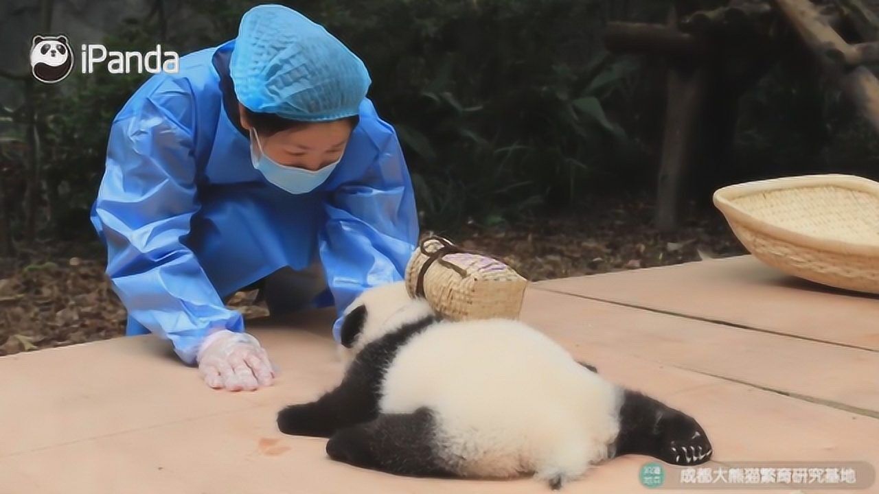 熊猫宝宝背着背篼,乖乖趴在管理员面前,简直跟个上学的人一样