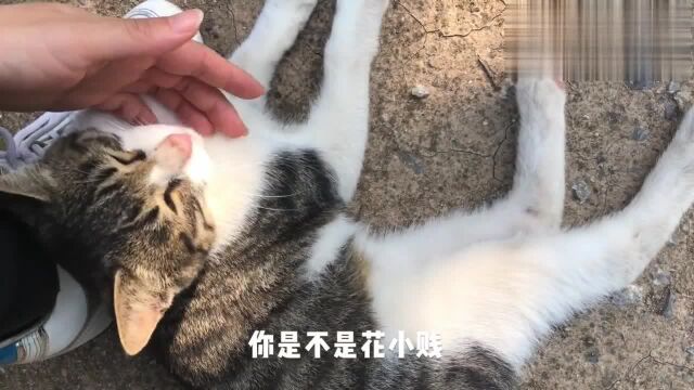 中华田园猫花花独自住在山顶,但从少年开始就很亲人,心都融化了