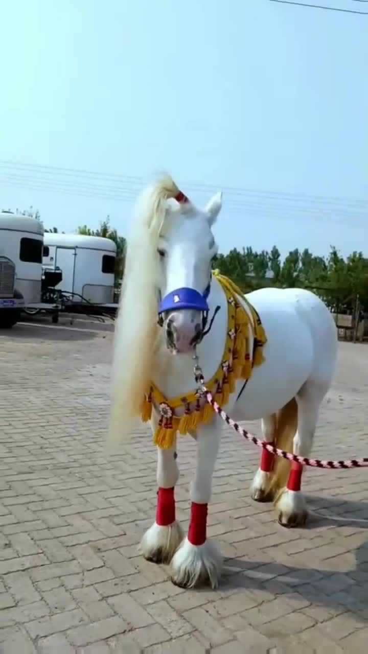 白龙马太漂亮啦