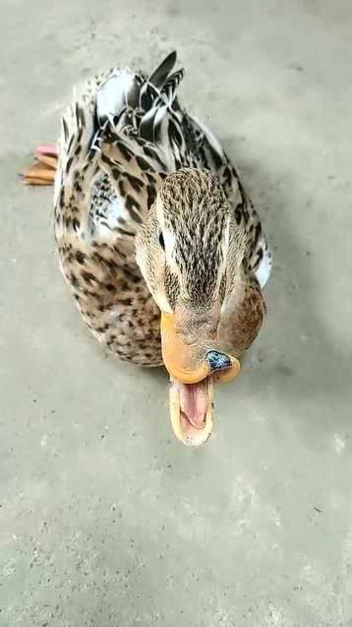 这只鸭子太高兴了,嘴巴都笑歪了!