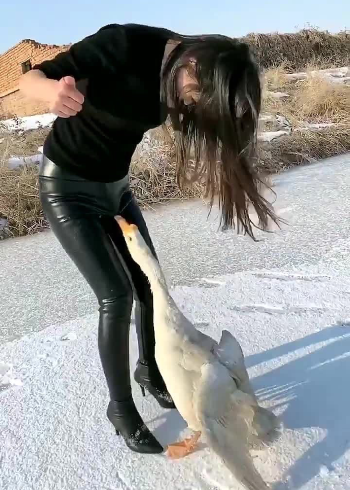 凶猛的大白鹅,追着主人撕咬不放