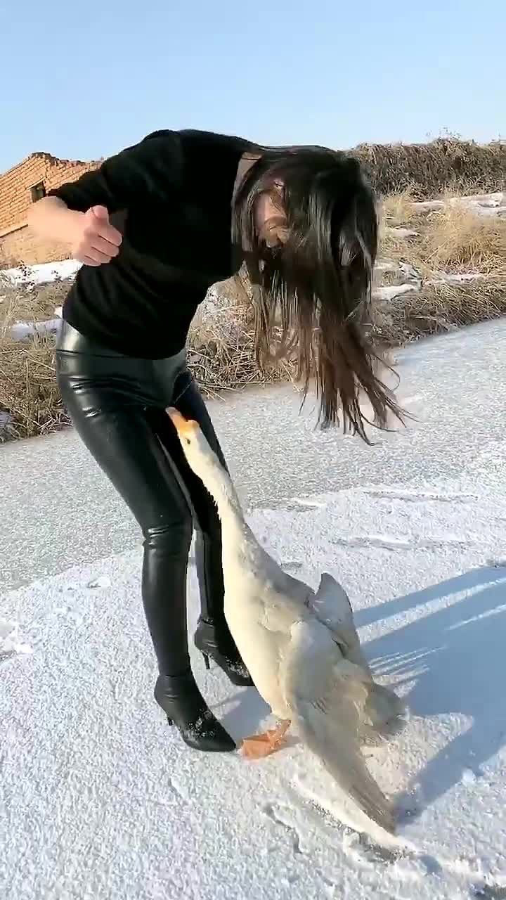 凶猛的大白鹅,追着主人撕咬不放