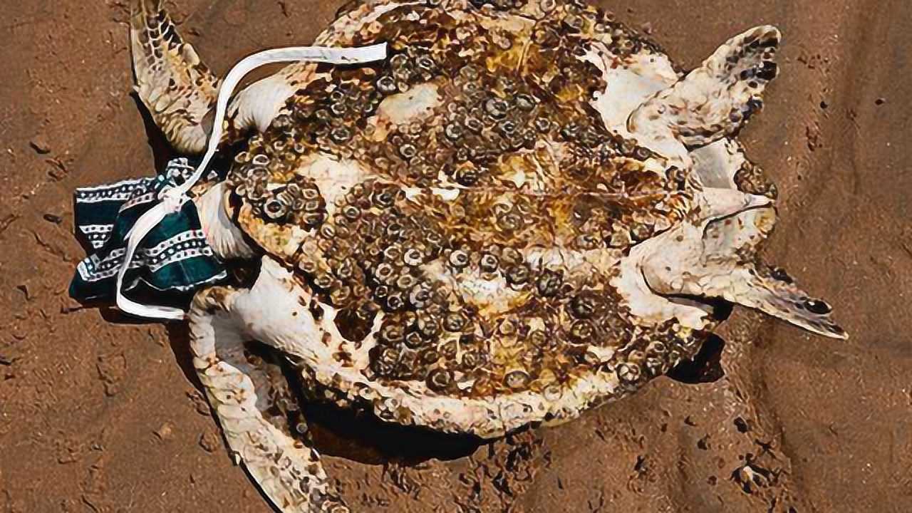 海龟背上长满了藤壶全靠人类救援鲨鱼都拿它没办法