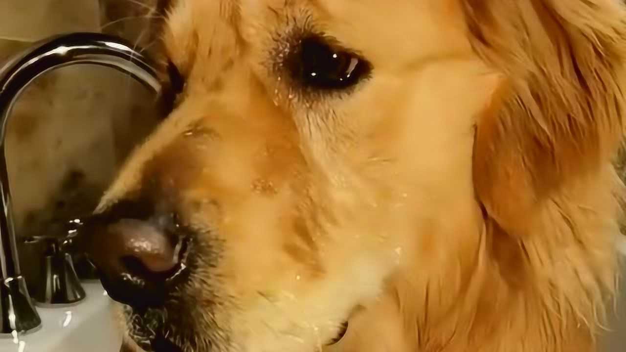 朋友寄养在我这的金毛居然自己跑浴缸里去了还哭的稀里哗啦的