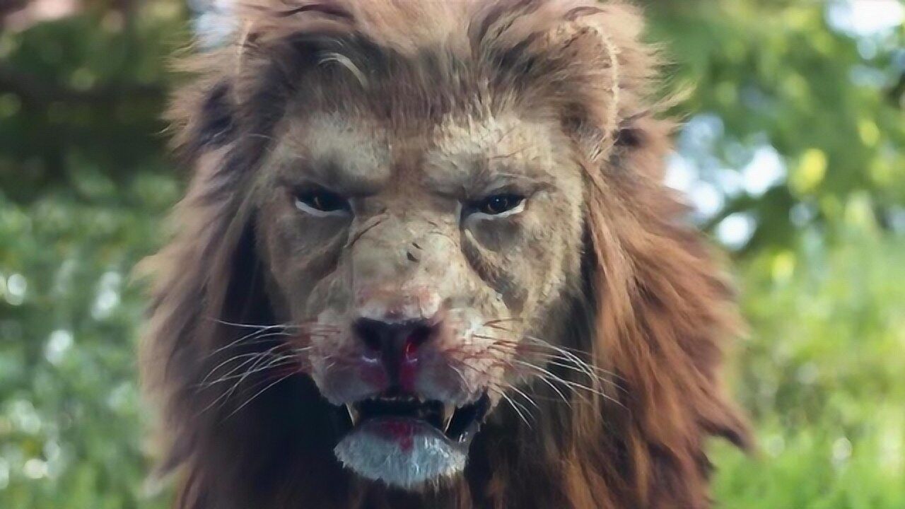 食人狮进城全程戒备没想到熊孩子不听话羊入虎口真是太悲惨了