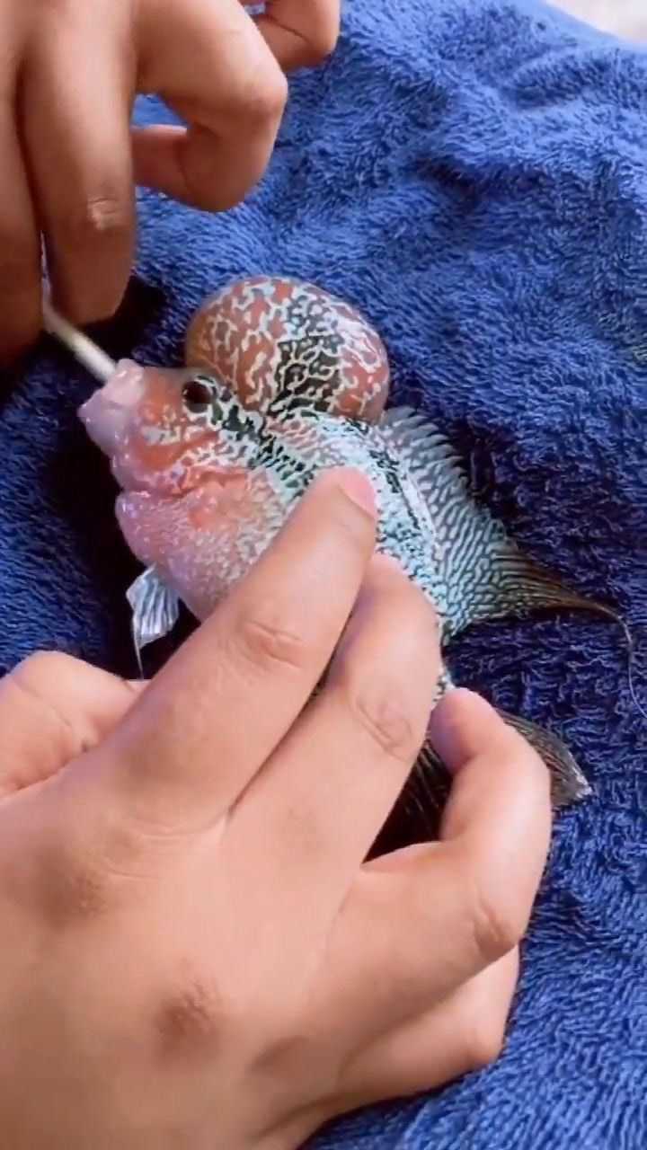 脑袋长着肿瘤一样的鱼,喂它吃药就花了8000多,会传染不?