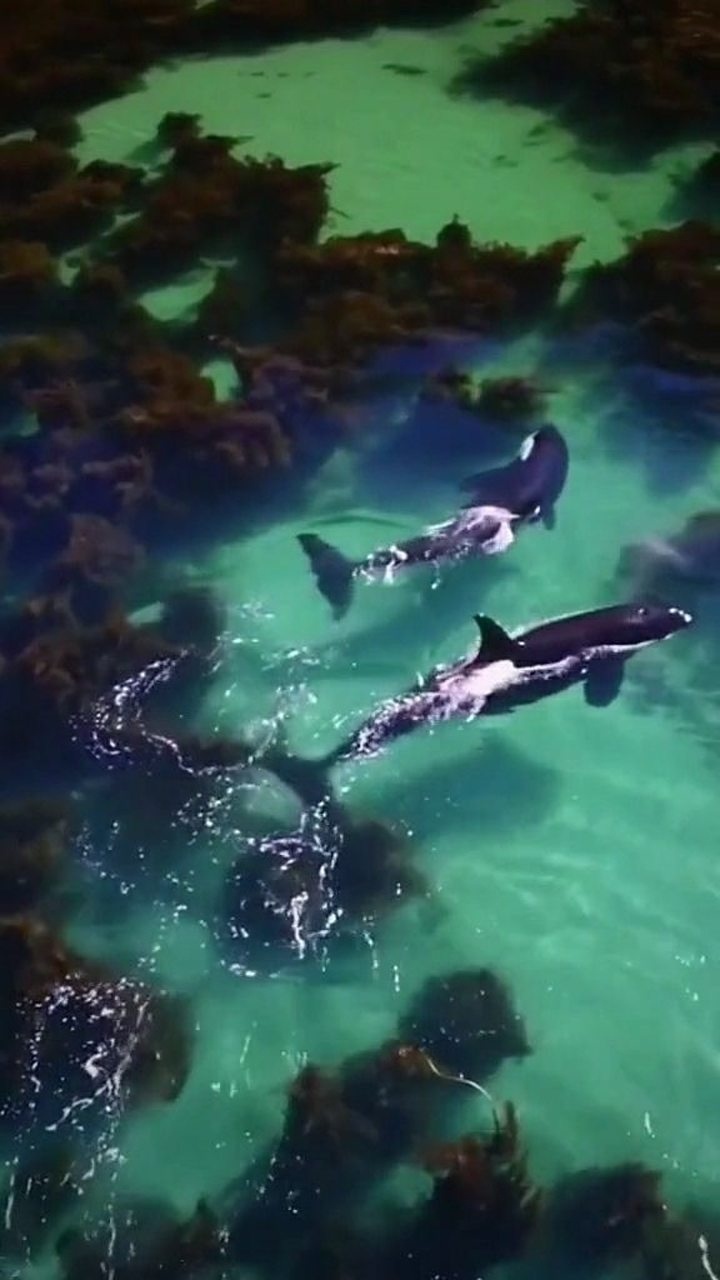 两只正在水里自由游行的鲸鱼这画面非常的漂亮