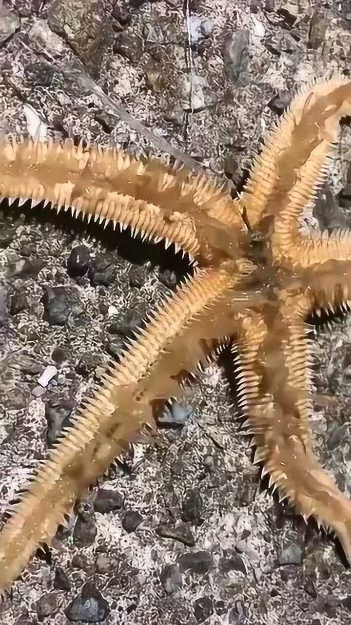 海星的脚比蜈蚣都多呀!