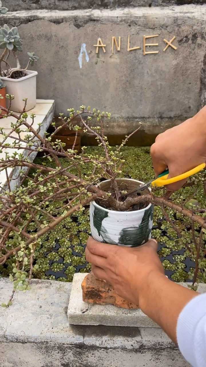 金枝玉叶前期的修剪和定型_腾讯视频