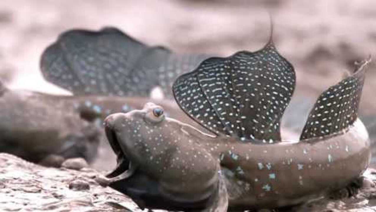 敢在陆地上行走的鱼,会走会游会打洞!