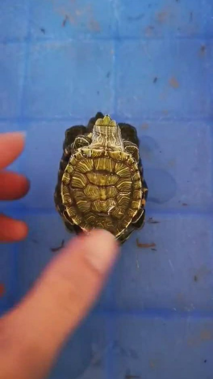 鳄龟小时候还是挺可爱的,一点都不凶