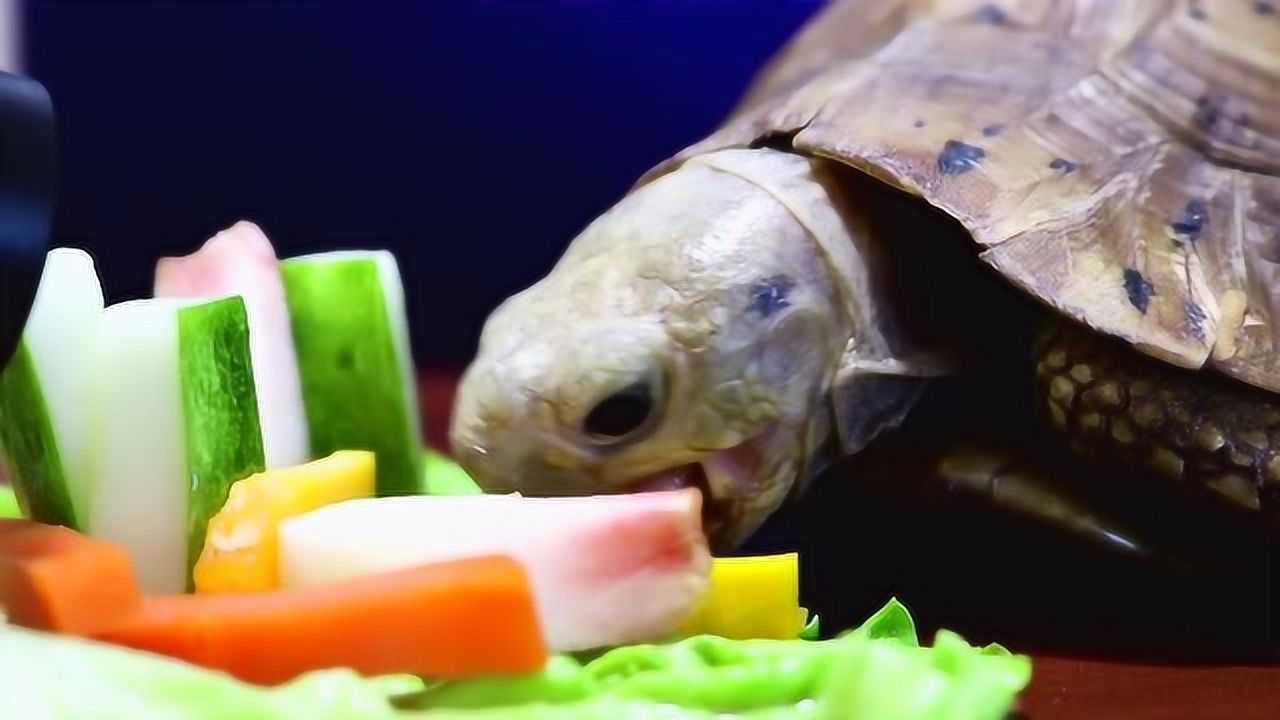 迷之萌宠:可爱动物小乌龟吃青菜瓜果