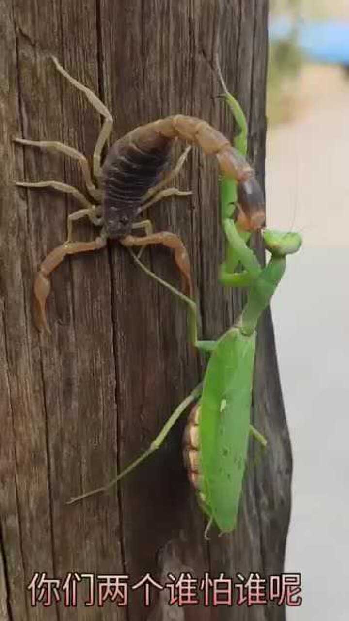 螳螂大战蝎子当看到最后那一刻简直令人感叹螳螂的生命力