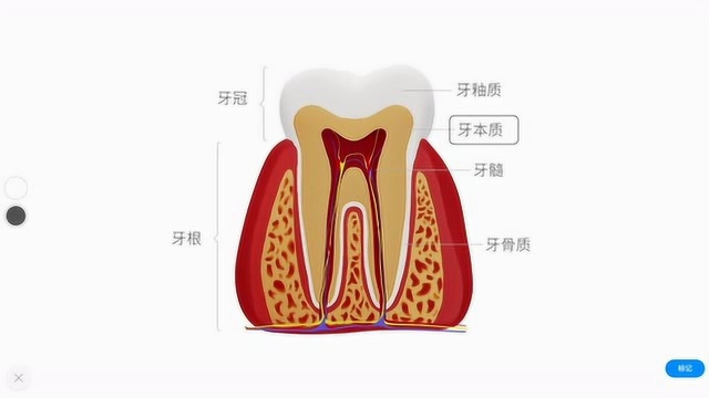 【生物】牙齿的结构