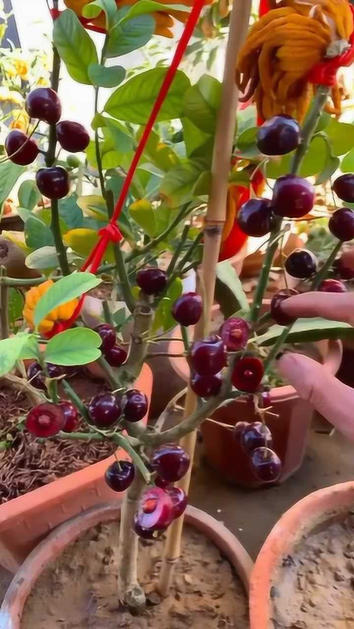 在家盆栽,移植车厘子!get到了嘛