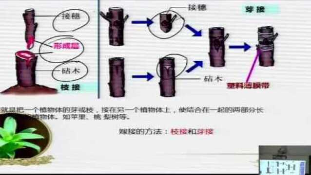 18 初二生物 植物的生殖