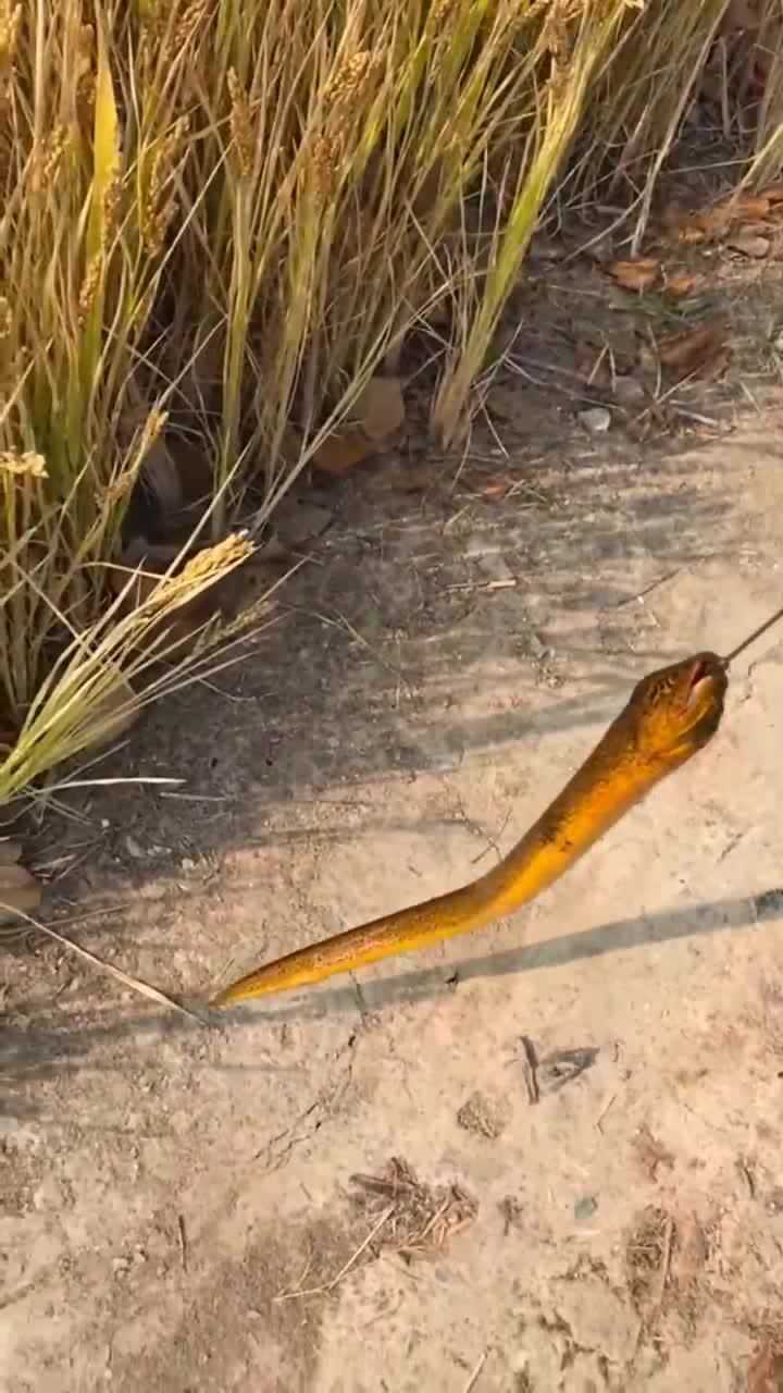 乱石堆里钓到的大鳝鱼又粗又长颜色金黄这货也太靓了