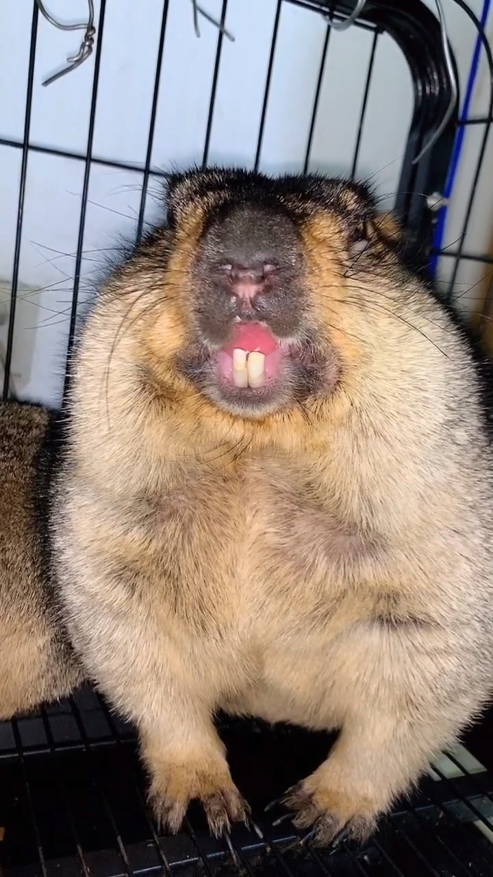 这豁牙子,这下两颗牙全都掉了!