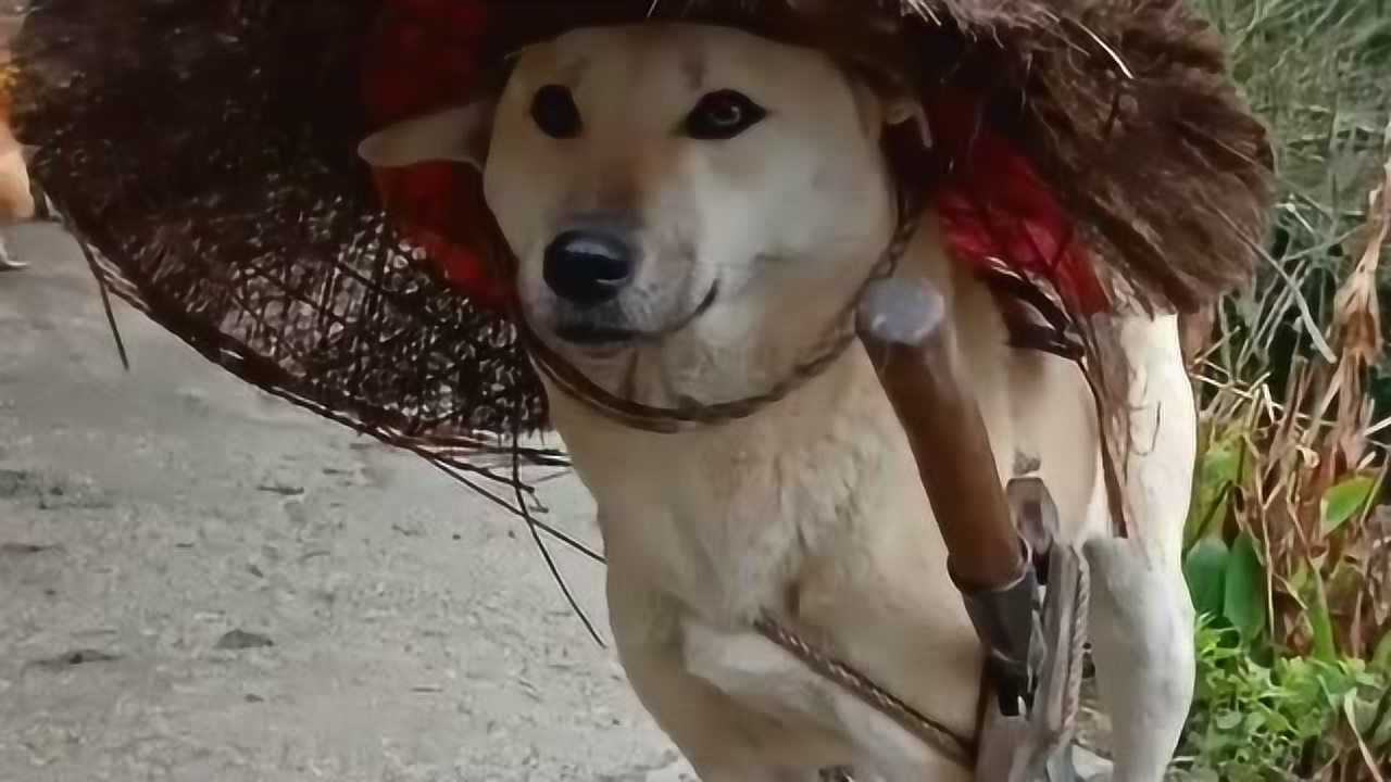 这只狗狗太有范了,竟然还戴着斗笠,妥妥的大侠啊!