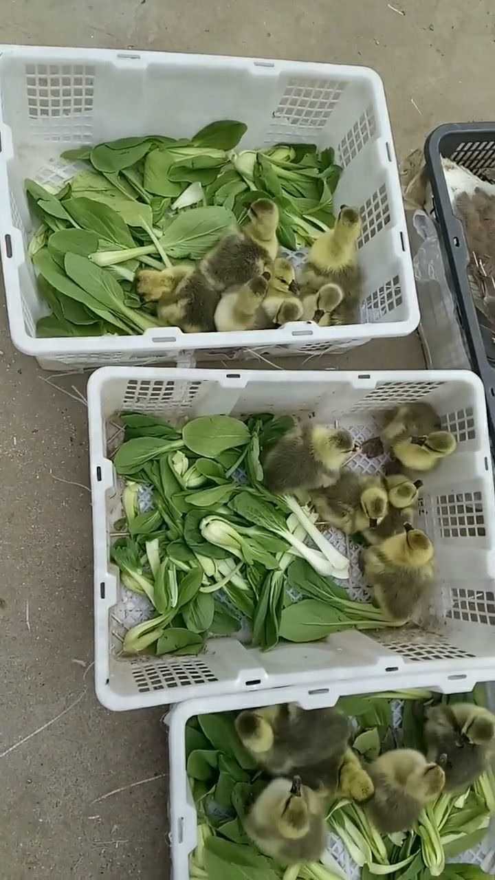 好多可爱的小狮头鹅,毛茸茸的样子实在是太可爱了