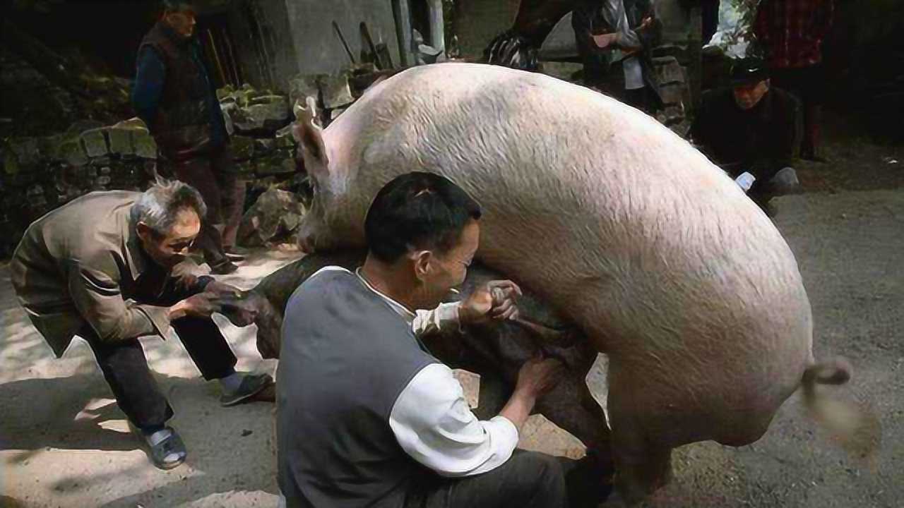 母猪是如何配种的实拍全过程网友太尴尬
