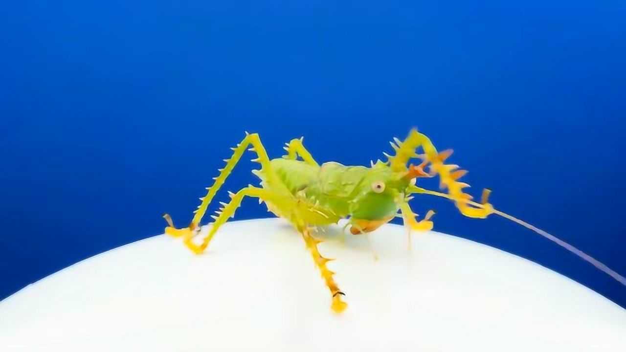 超高清拍摄下观察性情凶猛的尖刺鬼王螽斯这模样你觉得可爱嘛