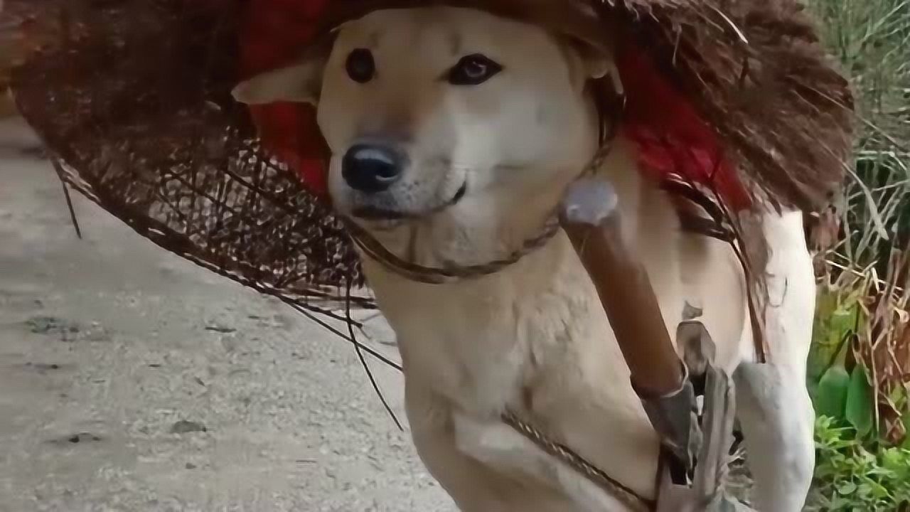 寒江孤影,江湖故人,相逢何必曾相识,家里的狗子也挺有江湖范!