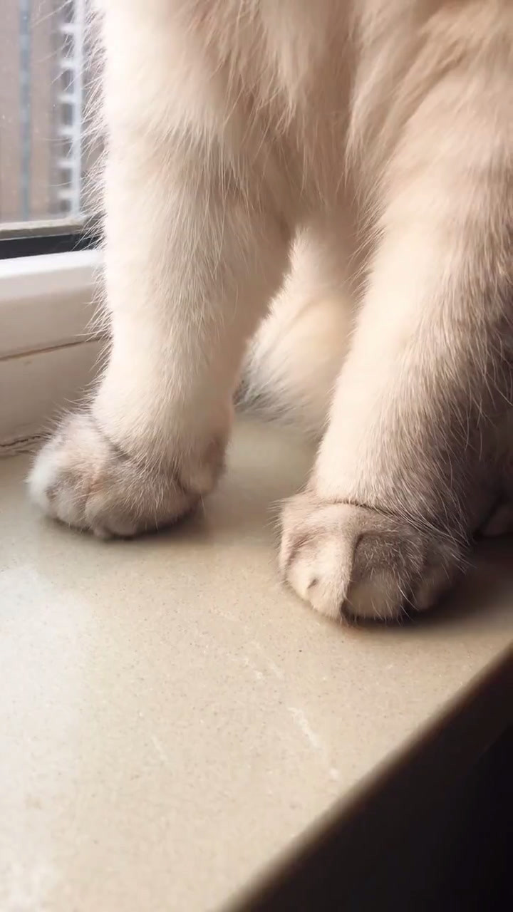 足控小伙伴们的福利来了,来自一只特别可爱的毛毛的脚!