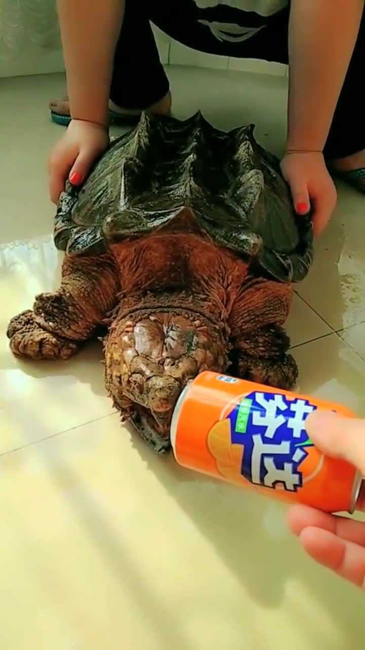 这乌龟的牙齿好厉害