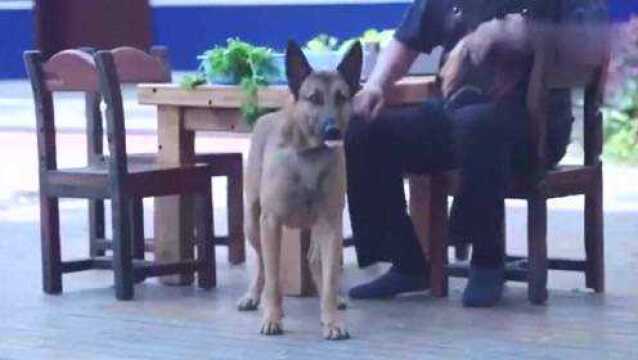 警察局来新警犬,华哨为了捍卫老大地位,大闹狗窝