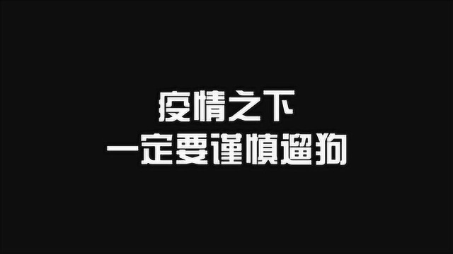 疫情中遛狗的要知道的事