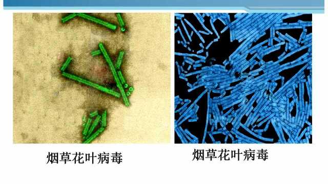 3.4高一生物 DNA是主要的遗传物质