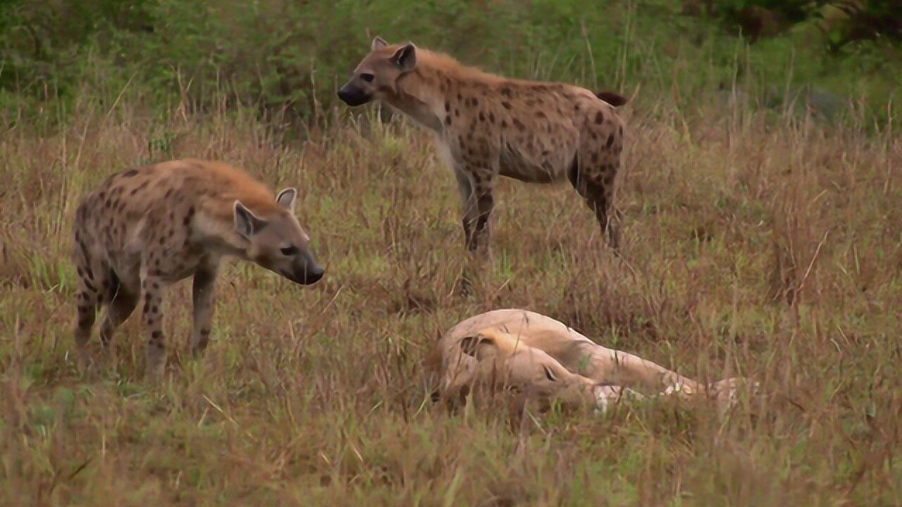 獅子當著鬣狗的面睡覺完全不把鬣狗放在眼裡鏡頭拍下全過程