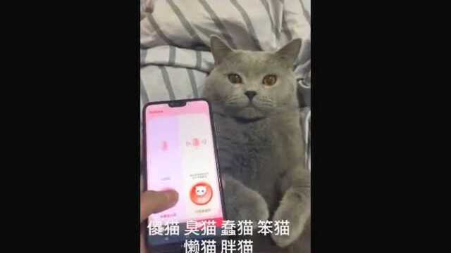 猫语翻译真的有用么?小伙尝试了一下,结局太逗了