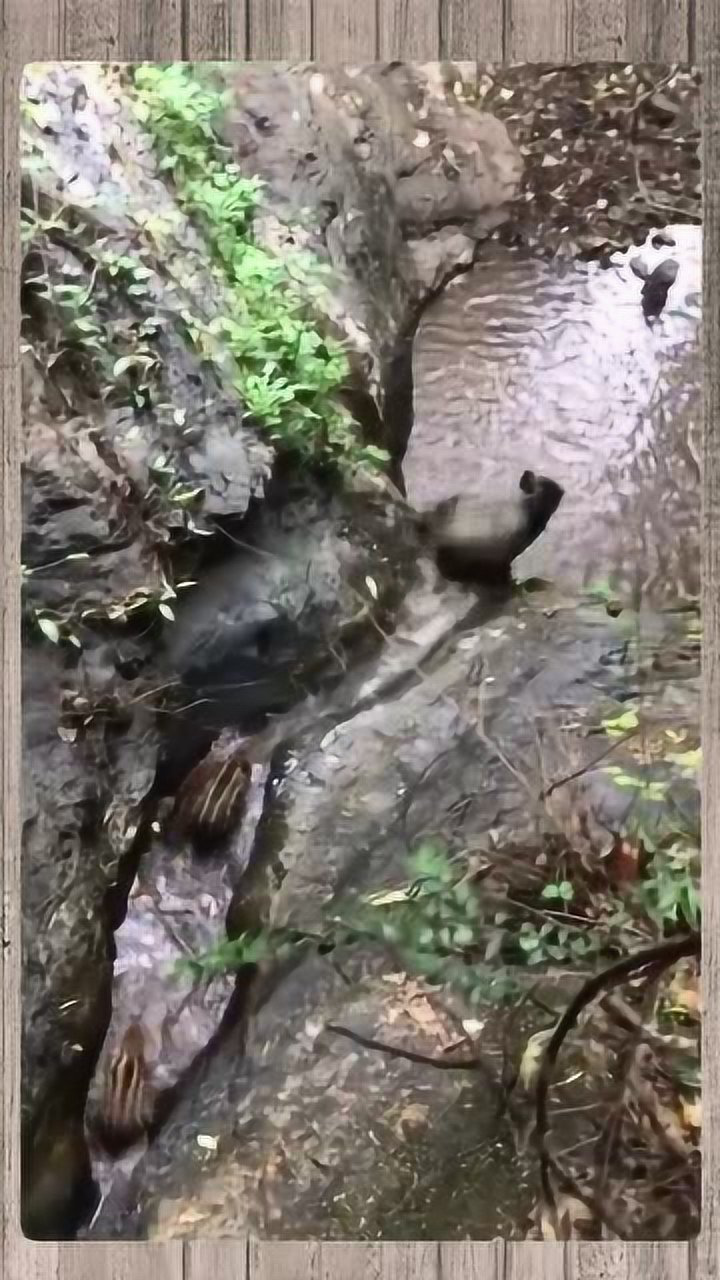 野猪带着孩子们流浪跋山涉水从小练习野猪的世界没有容易二字