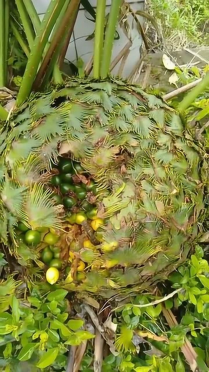 铁海棠的果实图片
