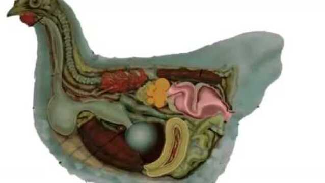 原来鸡蛋是这么形成的