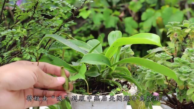 夏季蚊虫肆虐?买几盆驱蚊植物摆家里,天然无害还养眼