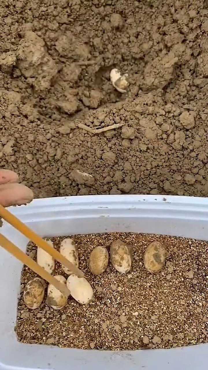 泥土里也有大发现一个个找出来我可爱的蛋宝宝啊