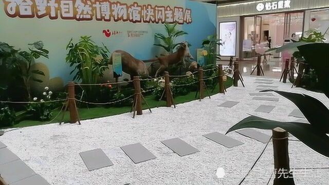 珠江广场拾野自然博物馆快闪主题展