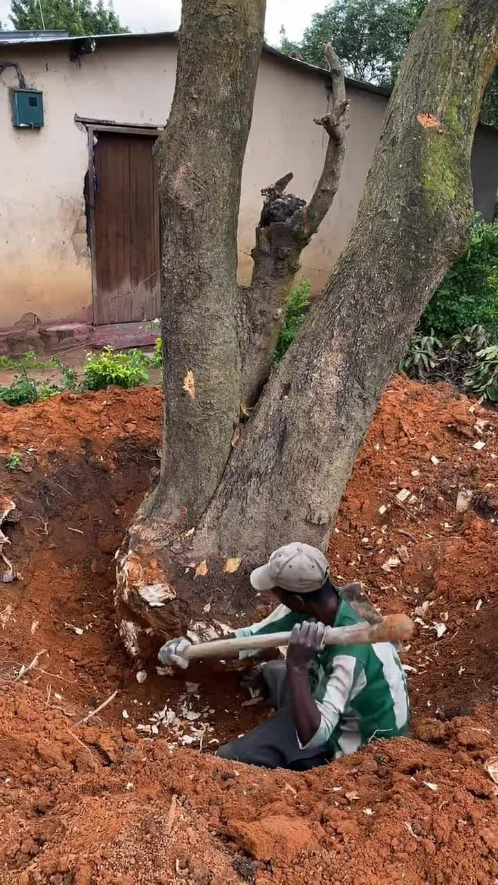 这就是非洲的伐木工人,没有什么伐木工具,就有一个斧头