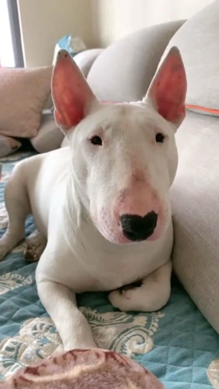 老公刚给买的狗这狗脸这么长眼睛怎么这么小呢