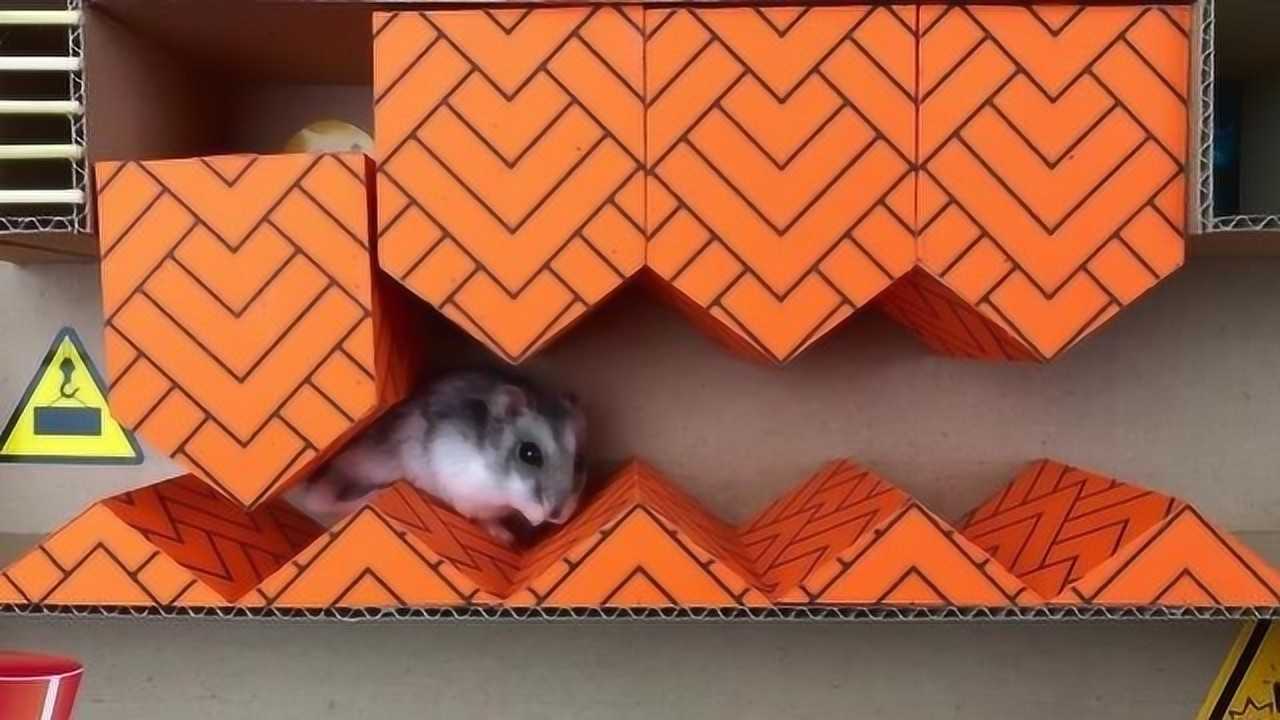 铲屎官自制超难迷宫,仓鼠挑战时疯狂翻车,生活不易仓鼠叹气