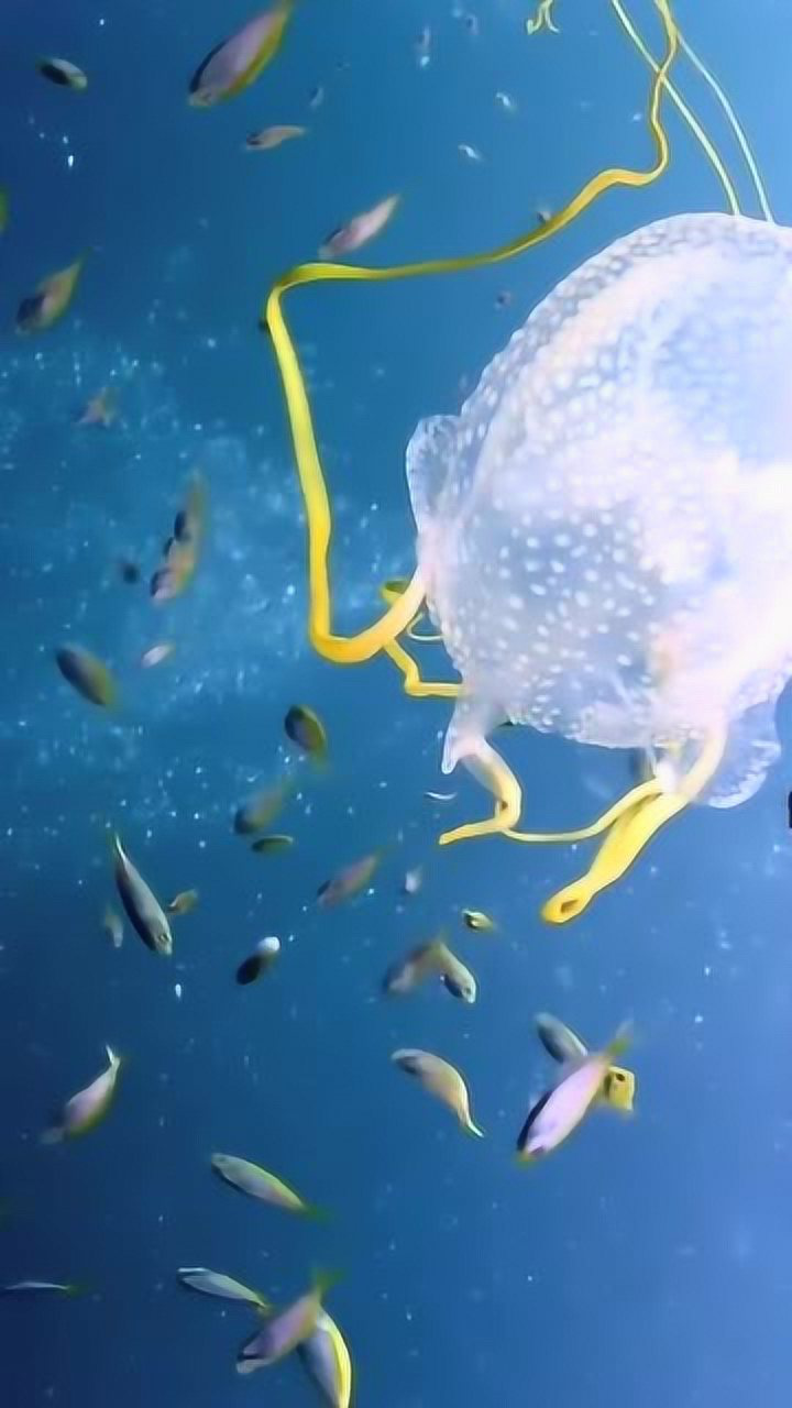 箱型水母,世界最毒的水母之一,如果被它毒到几乎没有生还的可能