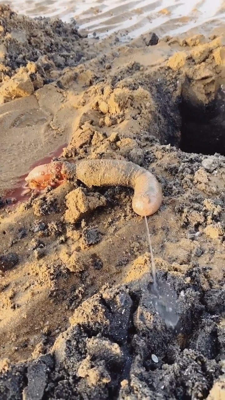 会喷水的海肠,挖个海肠可真费劲!_腾讯视频